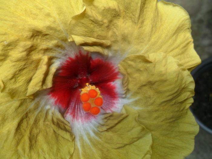 074 - hibiscusi 2016-5