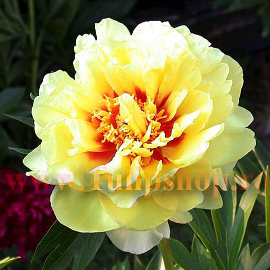 Bulbi Bujori Bartzella (Paeonia); Bujor ITOH. Marime bulb I. Inaltime 60-90cm. Inflorire apr.-mai. STOC EPUIZAT!
