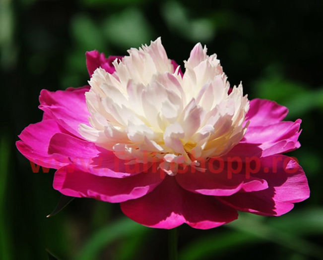 Bulbi Bujori Gay Paree (Paeonia); Marime bulb I. Inaltime 60-90cm. Inflorire apr.-mai. STOC EPUIZAT!
