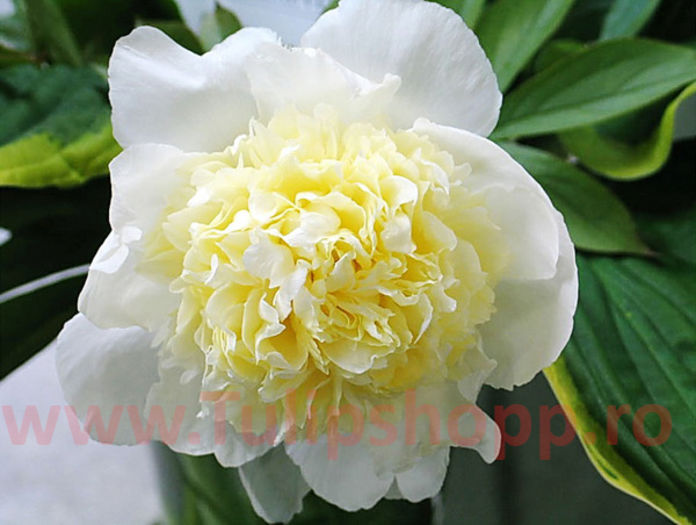 Bulbi Bujori Primavera (Paeonia); Marime bulb I. Inaltime 60-90cm. Inflorire apr.-mai. STOC EPUIZAT!
