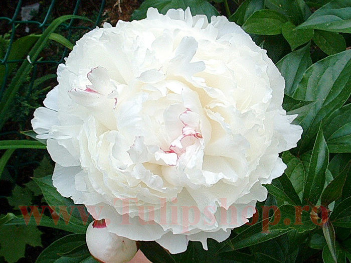 Bulbi Bujori Shirley Temple (Paeonia); Marime bulb I. Inaltime 60-80cm. Inflorire apr.-mai. STOC EPUIZAT!
