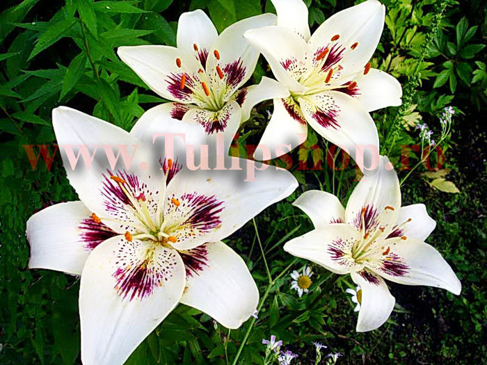 Bulbi Crin Centerfold (Lilium); Marime bulb 16/18. Inaltime 70-90cm. Inflorire iun.-aug. STOC EPUIZAT!
