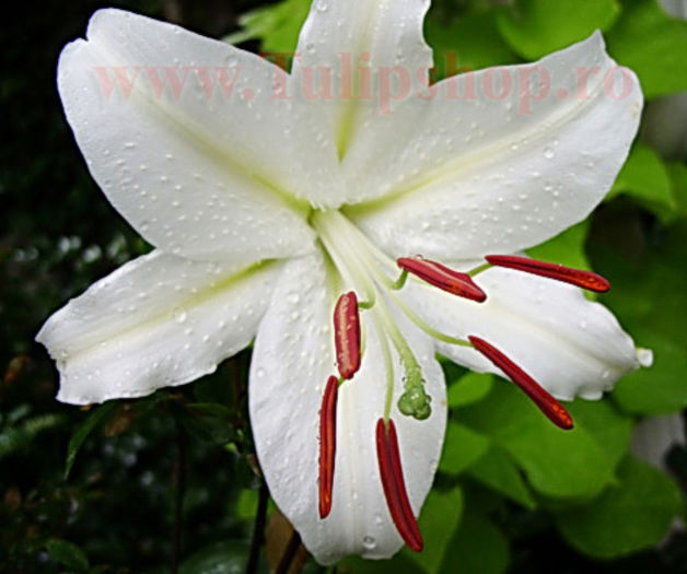 Bulbi Crin Canova (Lilium); Marime bulb 16/18. Inaltime 70-90cm. Inflorire iun.-aug. STOC EPUIZAT!
