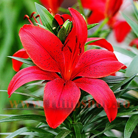 Bulbi Crin Diabora (Lilium); Marime bulb 16/18. Inaltime 70-90cm. Inflorire iun.-aug. STOC EPUIZAT!
