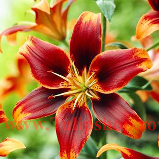 Bulbi Crin Forever Susan (Lilium); Marime bulb 16/18. Inaltime 70-90cm. Inflorire iun.-aug. STOC EPUIZAT!
