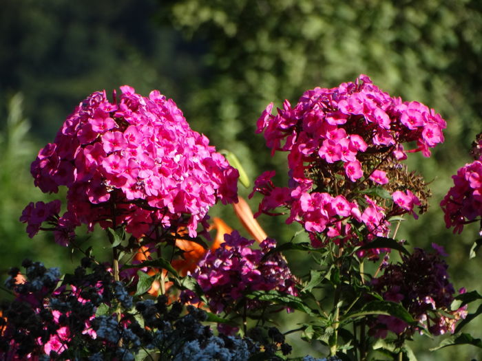 DSC09701