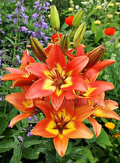Bulbi Crin Linda (Lilium); Marime bulb 16/18. Inaltime 70-90cm. Inflorire iun.-aug. STOC EPUIZAT!
