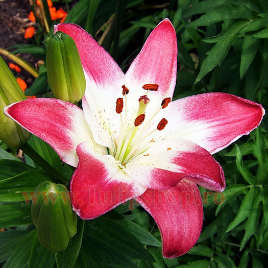 Bulbi Crin Lollypop (Lilium); Marime bulb 16/18. Inaltime 70-90cm. Inflorire iun.-aug. STOC EPUIZAT!

