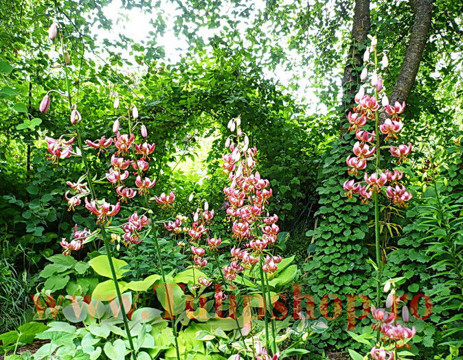 Bulbi Crin Manitoba Morning (Lilium); Marime bulb 16/18. Inaltime 70-90cm. Inflorire iun.-aug. STOC EPUIZAT!
