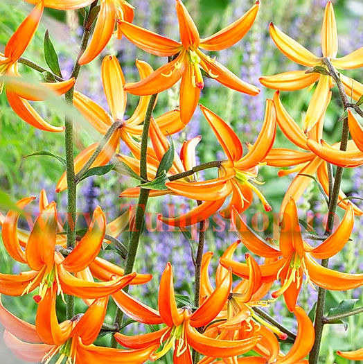 Bulbi Crin Orange Marmelade (Lilium); Marime bulb 16/18. Inaltime 70-90cm. Inflorire iun.-aug. STOC EPUIZAT!
