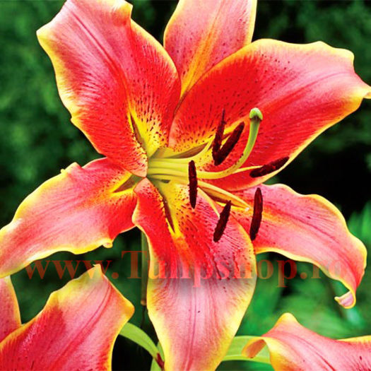 Bulbi Crin Red Hot (Lilium); Marime bulb 16/18. Inaltime 70-90cm. Inflorire iun.-aug. STOC EPUIZAT!
