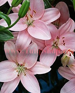 Bulbi Crin Vivaldi (Lilium); Marime bulb 16/18. Inaltime 70-90cm. Inflorire iun.-aug. STOC EPUIZAT!
