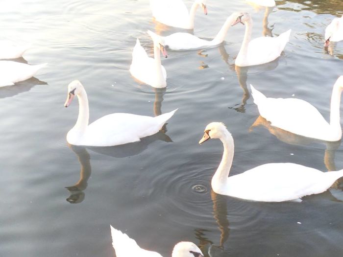 13924983_503724793159140_6733522358368916755_n