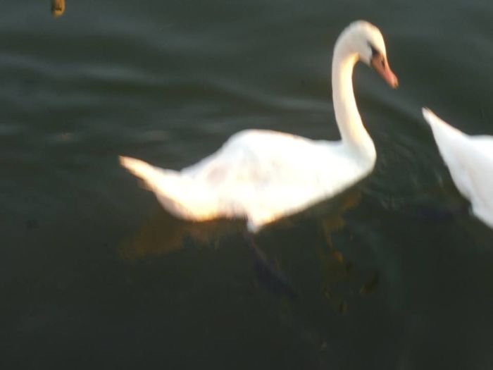 13934806_503722063159413_5630477198295796123_n