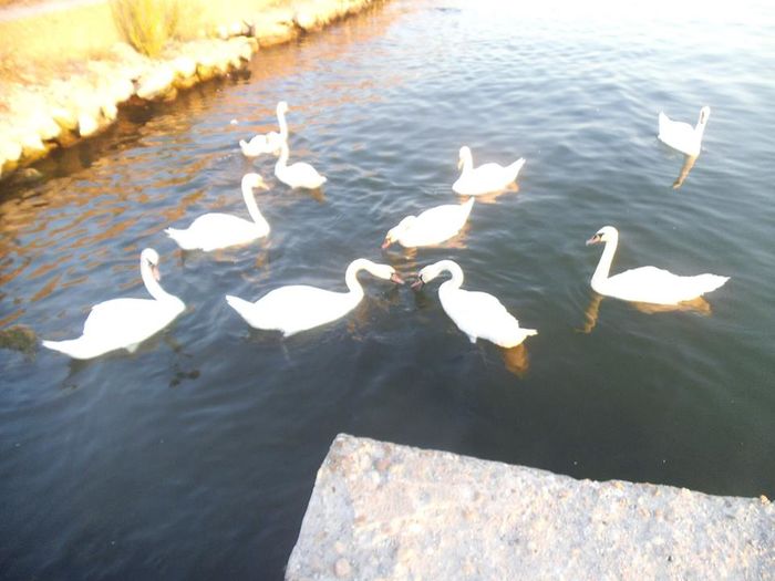 13935035_503722736492679_918673137423339222_n