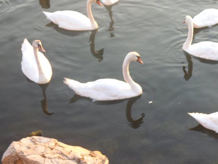 13962495_503719916492961_3532200930299342058_n