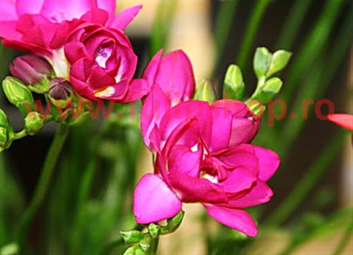 Bulbi Frezie Dubla Roz; Marime bulb 5/ . Inaltime 40-60cm. Inflorire apr.-mai. STOC EPUIZAT!
