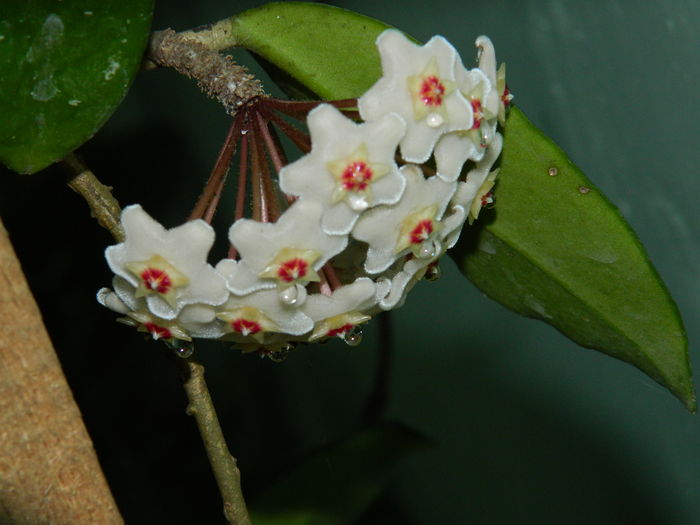 DSCN4297 - 2016 HOYA_HIBISCUSI SI ALTE FLORI