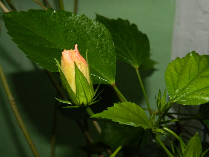 DSCN4350