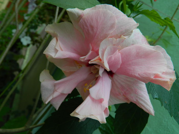 DSCN4351