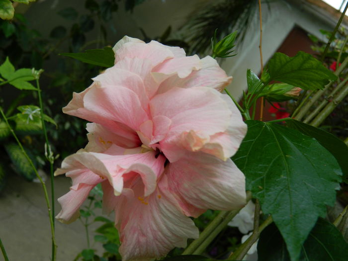 DSCN4360