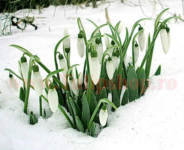 Bulbi Ghiocei Nivalis (Galanthus); Marime bulb 5/ . Inaltime 10-15cm. Inflorire feb.-mar. STOC EPUIZAT!
