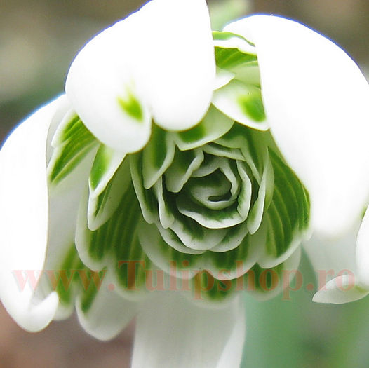 Bulbi Ghiocei Flore Pleno (Galanthus); Marime bulb 5/ . Inaltime 10-15cm. Inflorire feb.-mar. STOC EPUIZAT!
