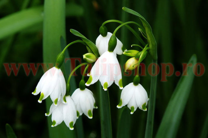 Bulbi Ghiocei de Vara (Leucojum); Marime bulb 10/12. Inaltime 25-30cm. Inflorire apr.-mai. STOC EPUIZAT!
