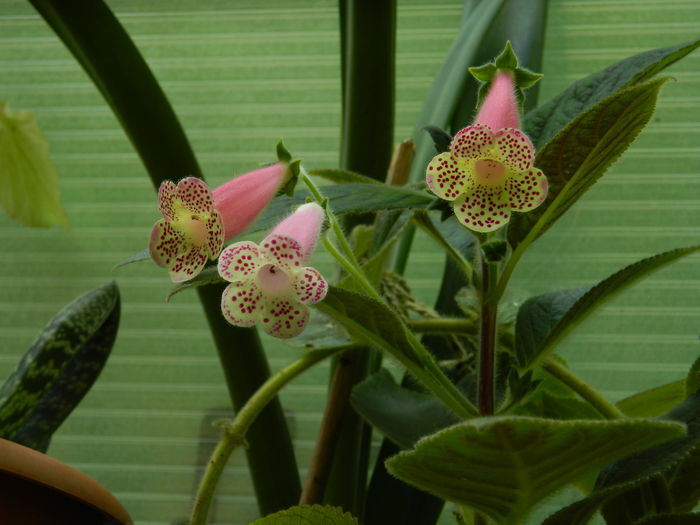 DSCN5169 - 2016 HOYA_HIBISCUSI SI ALTE FLORI