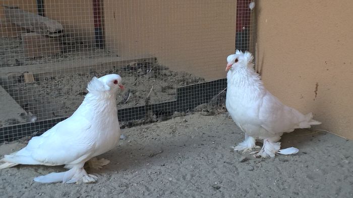 WP_20160727_19_25_28_Pro