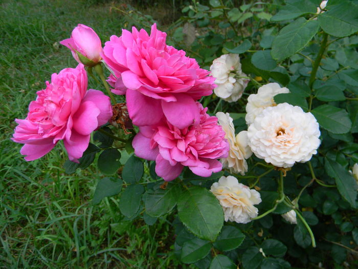 Princess Anne