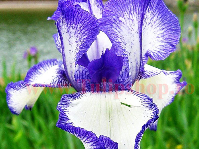 Bulbi Iris Loop the Loop (Stanjenel); Marime bulb I. Inaltime 70-80cm. Inflorire mai-iul. STOC EPUIZAT!
