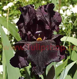 Bulbi Iris Black Night (Stanjenel); Marime bulb I. Inaltime 70-80cm. Inflorire mai-iul. STOC EPUIZAT!
