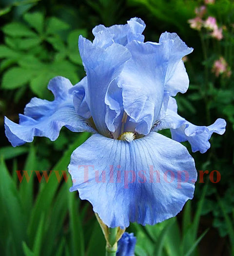Bulbi Iris Blue Rhythm (Stanjenel); Marime bulb I. Inaltime 70-80cm. Inflorire mai-iul. STOC EPUIZAT!
