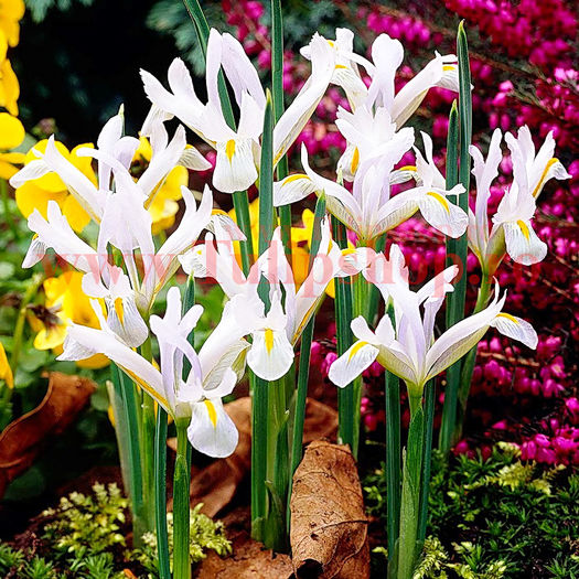 Bulbi Iris Alba (Stanjenel); Marime bulb 5/ . Inaltime 15-20cm. Inflorire mar.-apr. STOC EPUIZAT!
