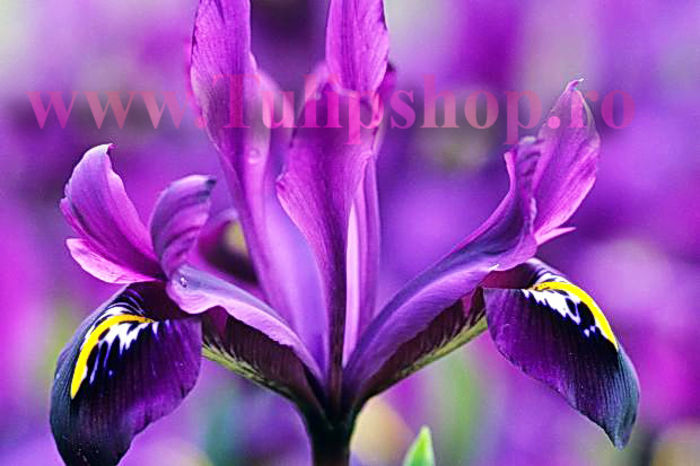Bulbi Iris George (Stanjenel); Marime bulb 5/ . Inaltime 15-20cm. Inflorire mar.-apr. STOC EPUIZAT!

