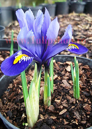 Bulbi Iris Harmony (Stanjenel); Marime bulb 5/ . Inaltime 15-20cm. Inflorire mar.-apr. STOC EPUIZAT!
