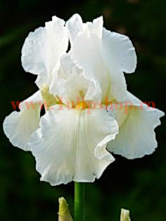 Bulbi Iris White Knight (Stanjenel); Marime bulb I. Inaltime 70-80cm. Inflorire mai-iul. STOC EPUIZAT!
