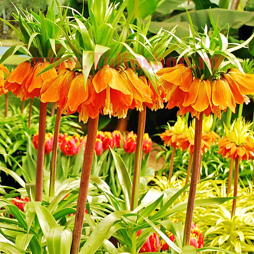 Bulbi Lalea Imperiala Aurora (Fritillaria); Marime bulb 20/24. Inaltime 60-80cm. Inflorire apr-mai. STOC EPUIZAT!
