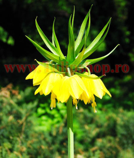 Bulbi Lalea Imperiala Lutea (Fritillaria); Marime bulb 20/24. Inaltime 60-80cm. Inflorire apr-mai. STOC EPUIZAT!
