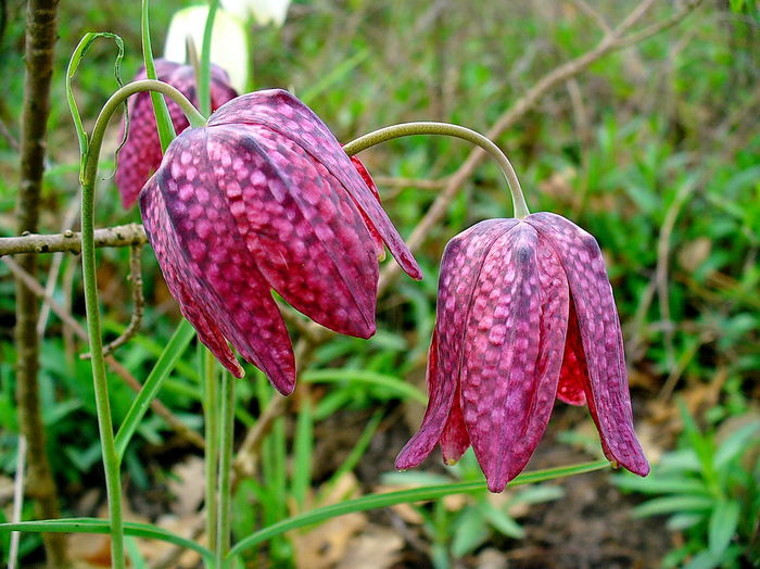 Bulbi Lalea Imperiala Meleagris (Fritillaria); Marime bulb 5/ . Inaltime 50-70cm. Inflorire apr-iun. STOC EPUIZAT!

