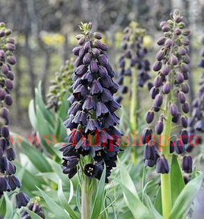 Bulbi Lalea Imperiala Persica (Fritillaria); Marime bulb 20/24. Inaltime 60-80cm. Inflorire apr-mai. STOC EPUIZAT!
