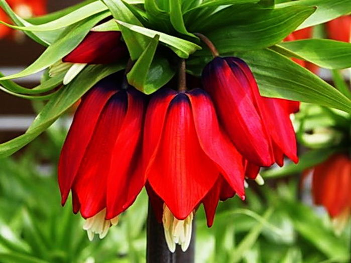 Bulbi Lalea Imperiala Rubra Maxima (Fritillaria); Marime bulb 20/24. Inaltime 60-80cm. Inflorire apr-mai. STOC EPUIZAT!
