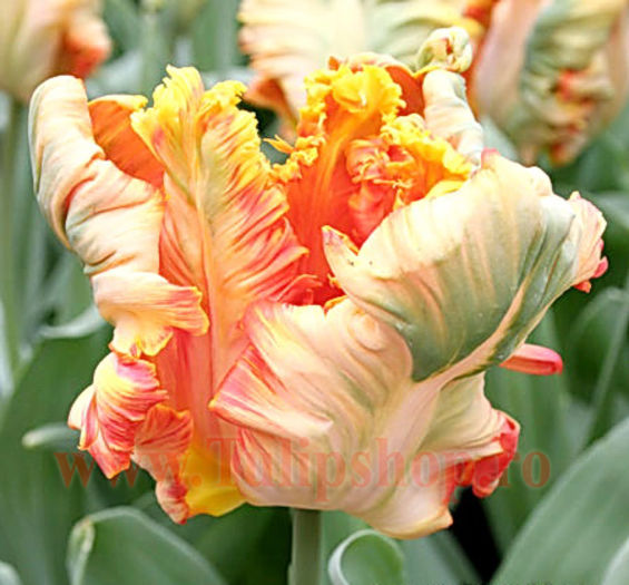 Bulbi Lalele Apricot Parrot (Tulip); Marime bulb 11/12. Inaltime 40-50cm. Inflorire mar.-apr. STOC EPUIZAT!
