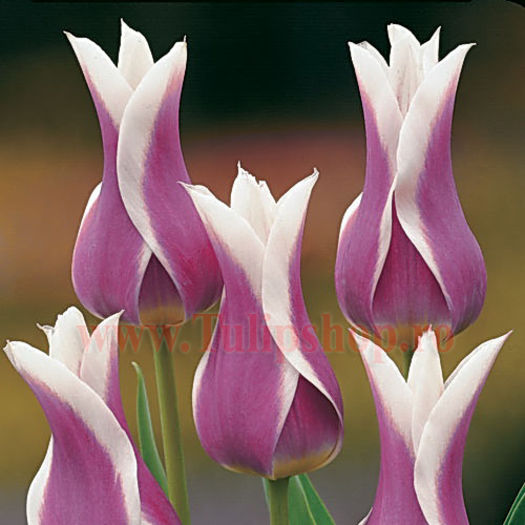 Bulbi Lalele Ballade (Tulip); Marime bulb 11/12. Inaltime 50-60cm. Inflorire apr.-mai. STOC EPUIZAT!
