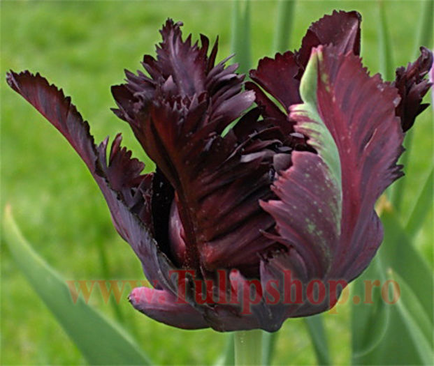 Bulbi Lalele Black Parrot (Tulip); Marime bulb 11/12. Inaltime 40-50cm. Inflorire mar.-apr. STOC EPUIZAT!
