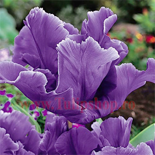 Bulbi Lalele Blue Parrot (Tulip); Marime bulb 11/12. Inaltime 40-50cm. Inflorire mar.-apr. STOC EPUIZAT!
