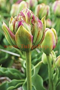 Bulbi Lalele Boa Vista (Tulip); Marime bulb 11/12. Inaltime 40-50cm. Inflorire apr.-mai. STOC EPUIZAT!
