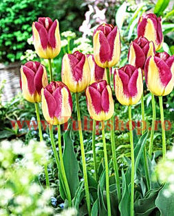 Bulbi Lalele Boston (Tulip); Marime bulb 11/12. Inaltime 40-50cm. Inflorire apr.-mai. STOC EPUIZAT!

