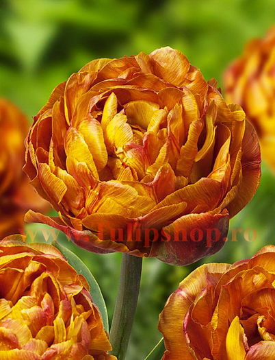 Bulbi Lalele Brownie (Tulip); Marime bulb 11/12. Inaltime 40-50cm. Inflorire apr.-mai. STOC EPUIZAT!
